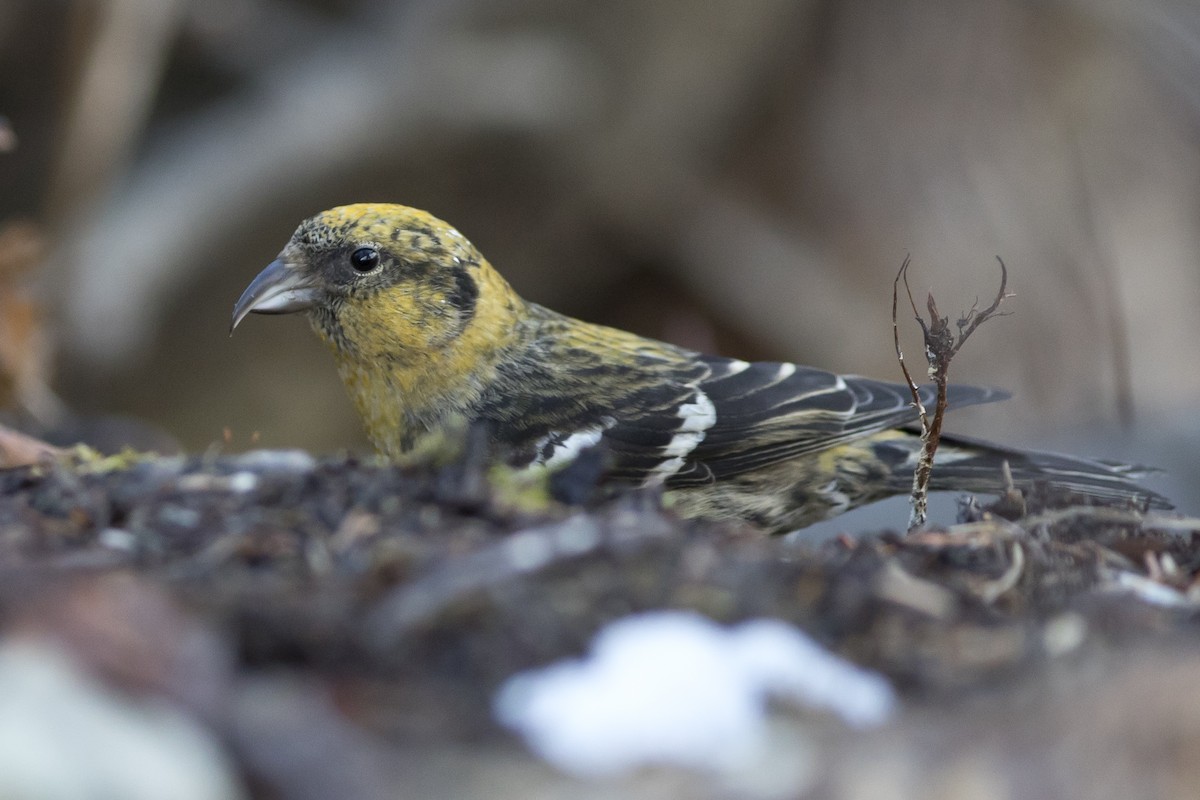 White-winged Crossbill - ML154059411