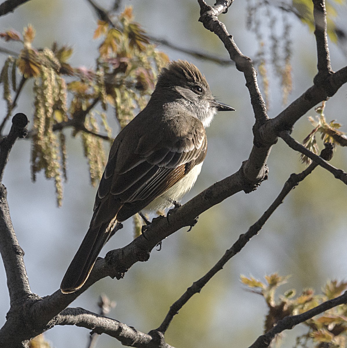 Ash-throated Flycatcher - Terry  Hurst