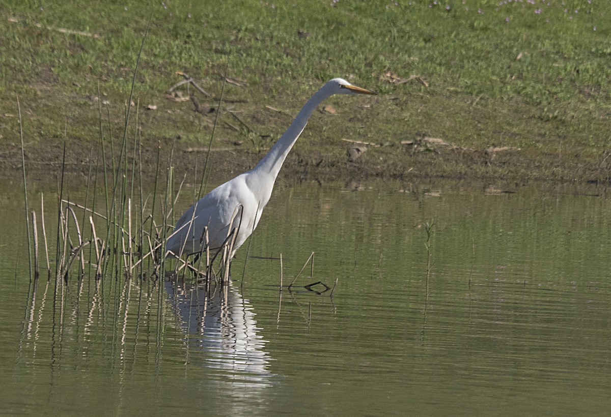 Great Egret - ML154060561