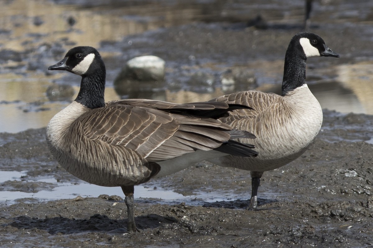 Cackling/Canada Goose - ML154060621