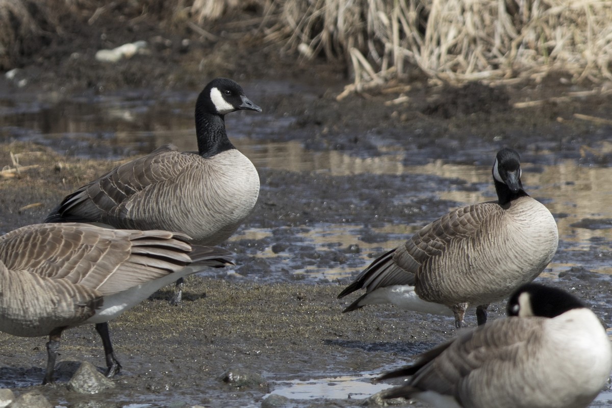 Cackling/Canada Goose - ML154060631