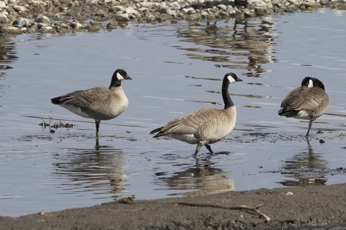 Cackling/Canada Goose - ML154060641