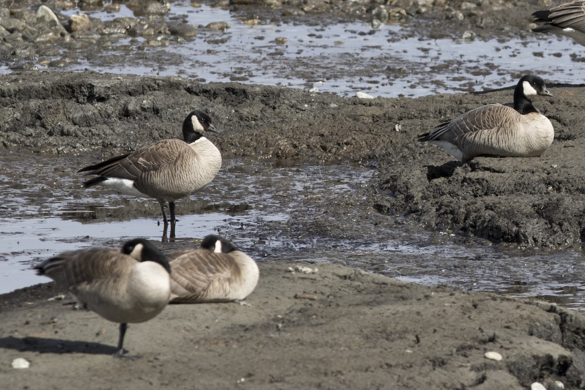 Cackling/Canada Goose - ML154060651