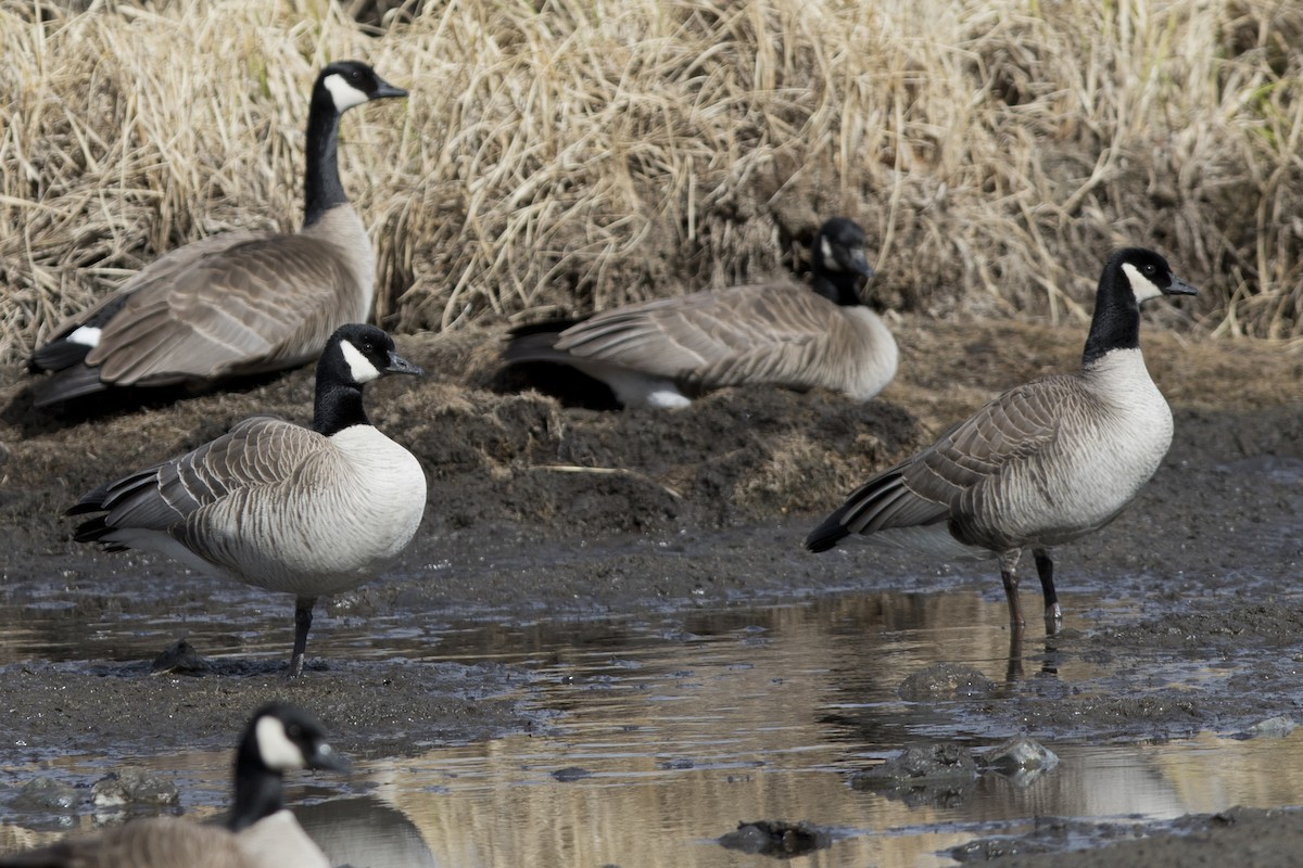 Cackling/Canada Goose - ML154060661