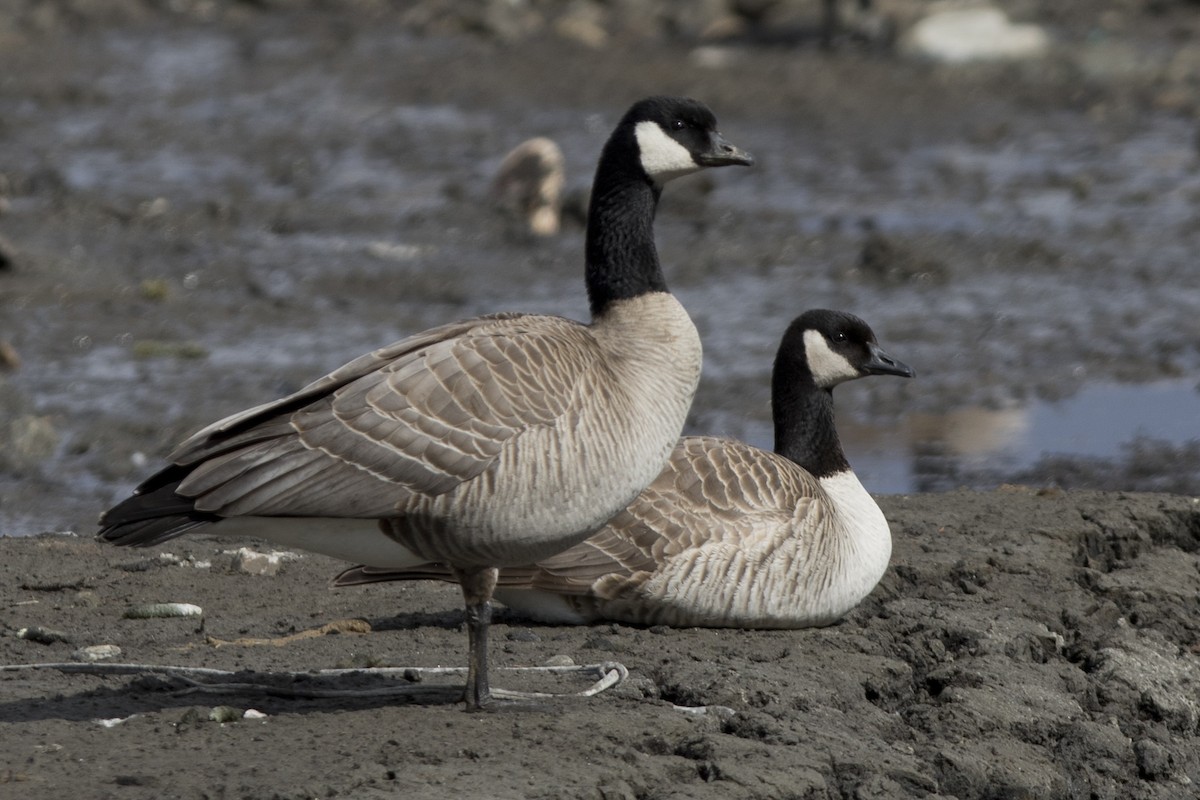 Cackling/Canada Goose - ML154060671