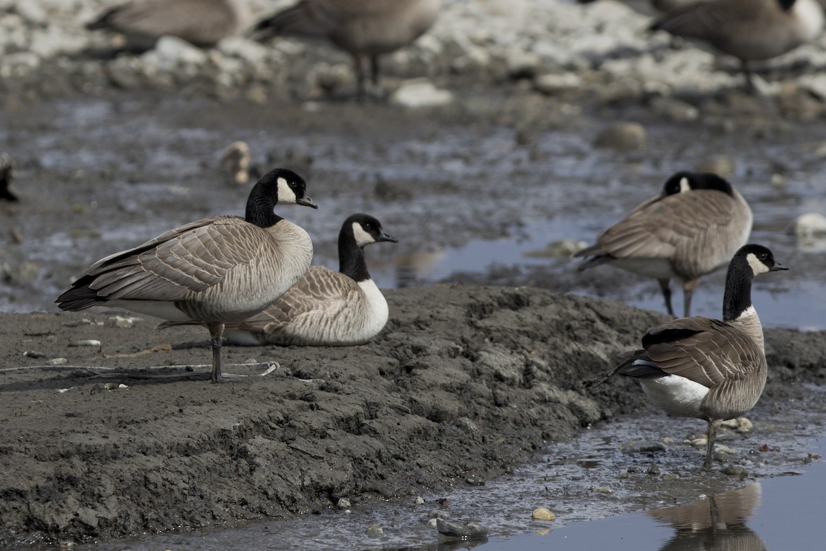 Cackling/Canada Goose - ML154060741