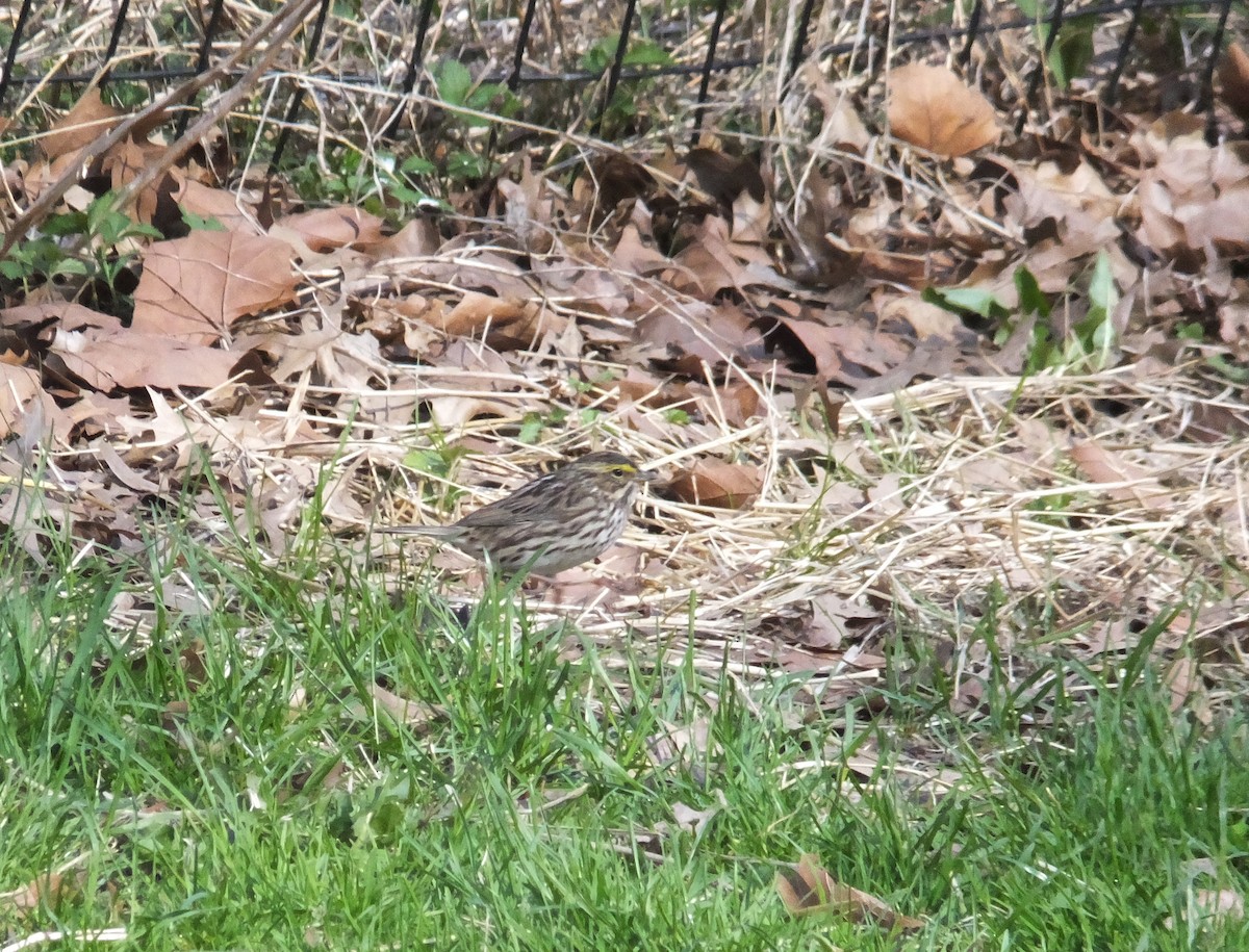 Savannah Sparrow - ML154060861
