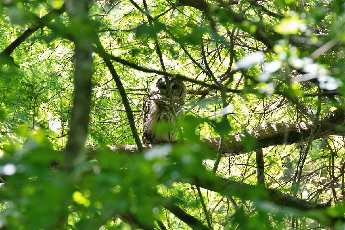 Barred Owl - ML154061031