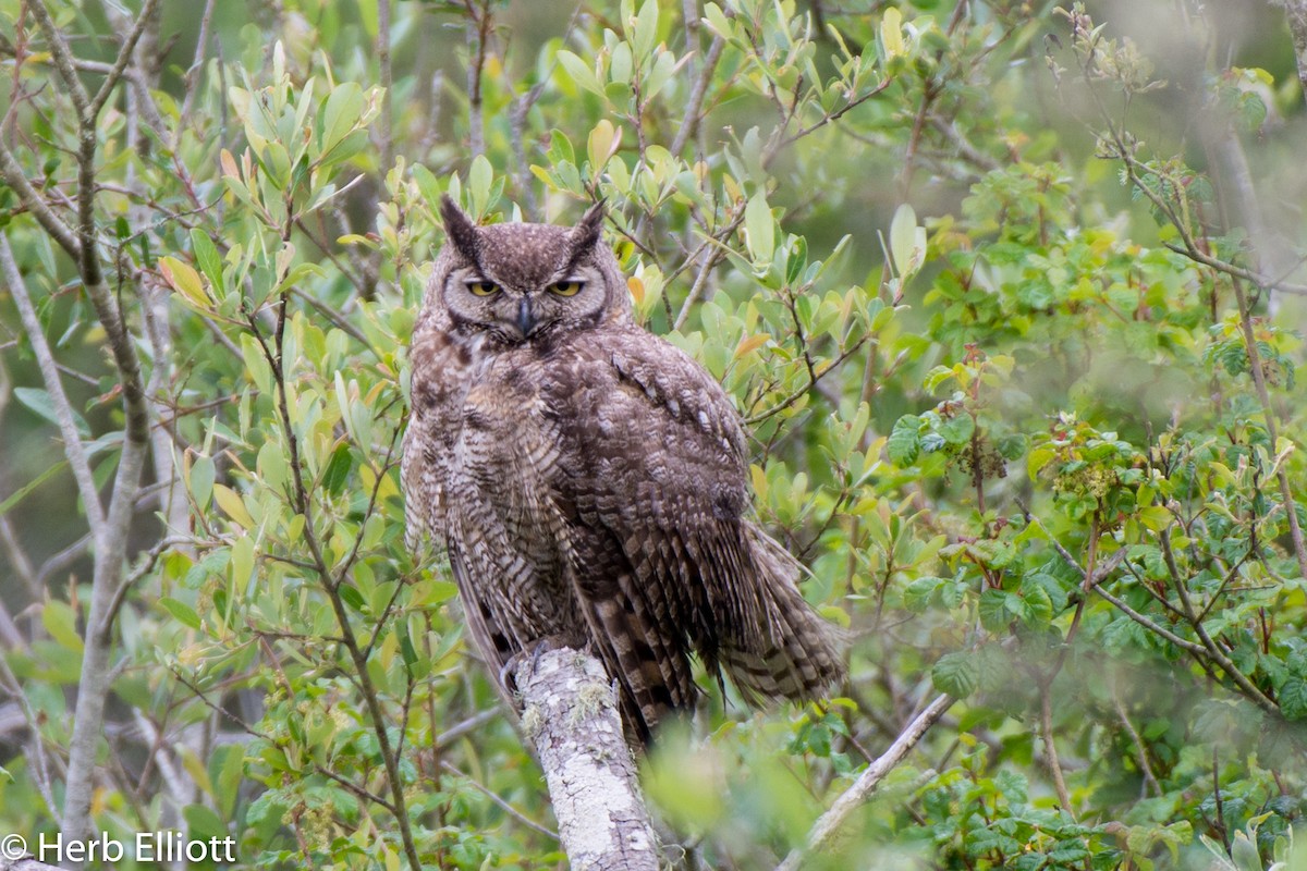 Great Horned Owl - ML154062661