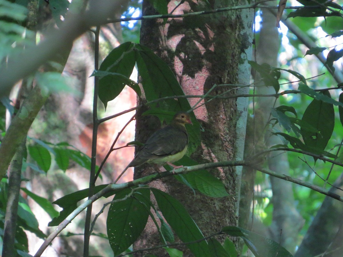 Ruddy Quail-Dove - ML154063261