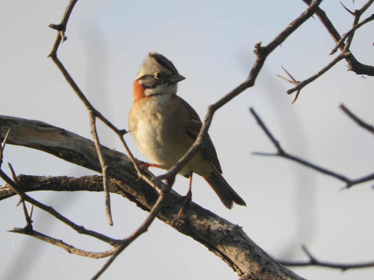 Rufous-collared Sparrow - Gonzalo Diaz / Birdwatching Argentina.Ar