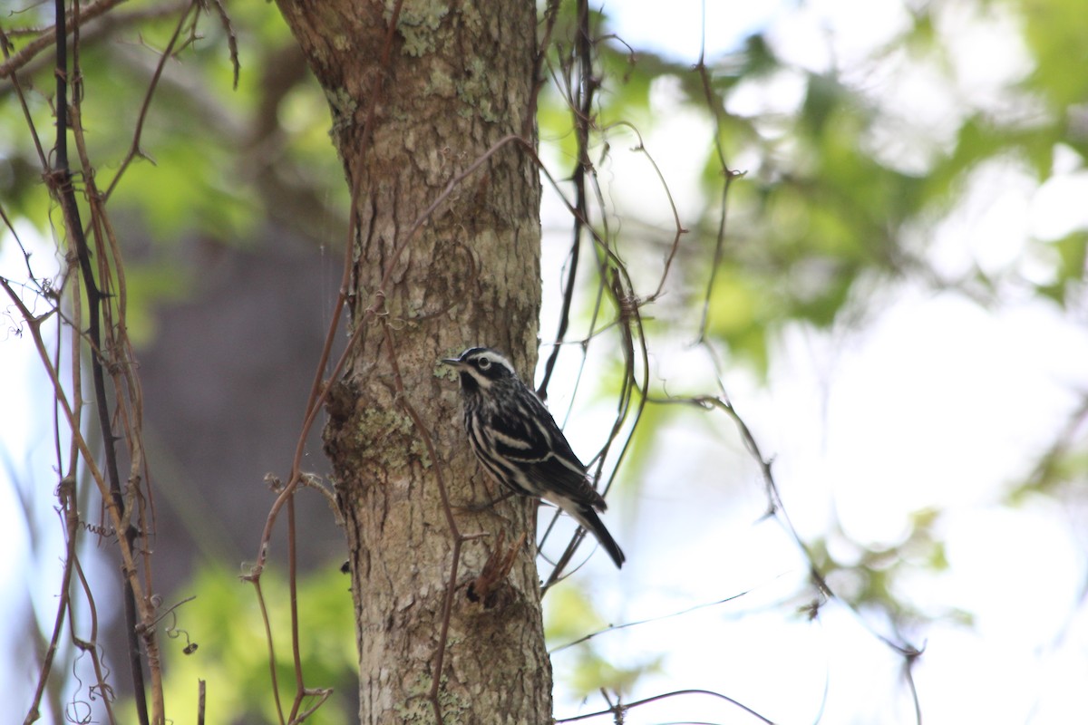 Black-and-white Warbler - ML154064171