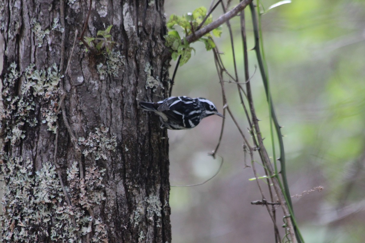 Black-and-white Warbler - ML154064191