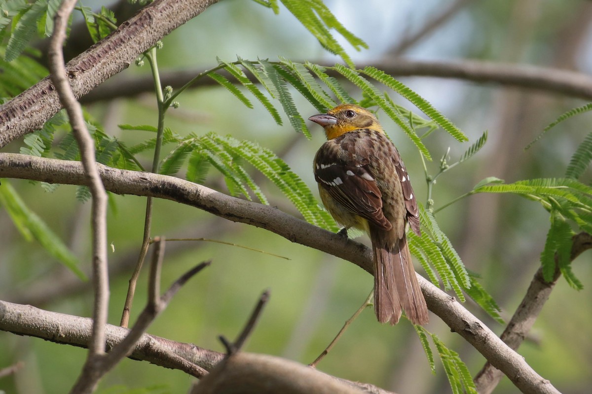 Flame-colored Tanager - ML154067381