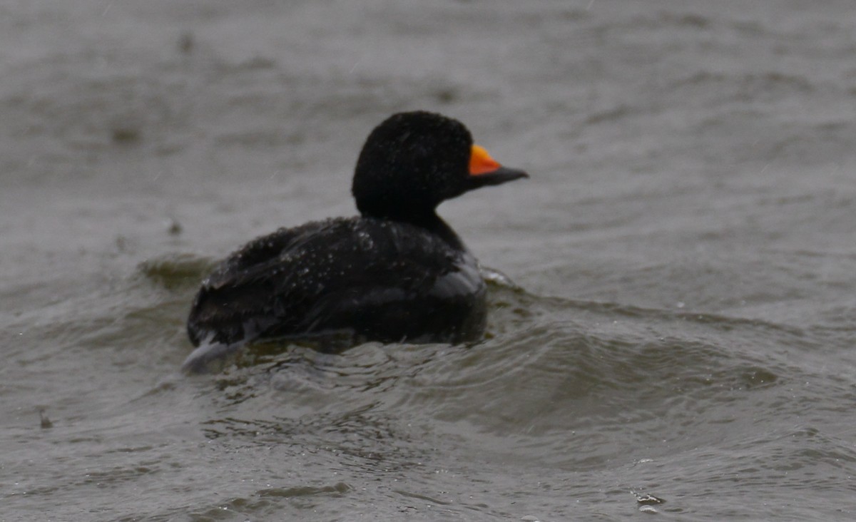 Black Scoter - ML154068451