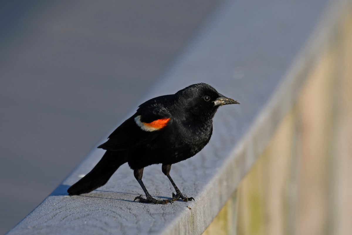 Red-winged Blackbird - ML154069041