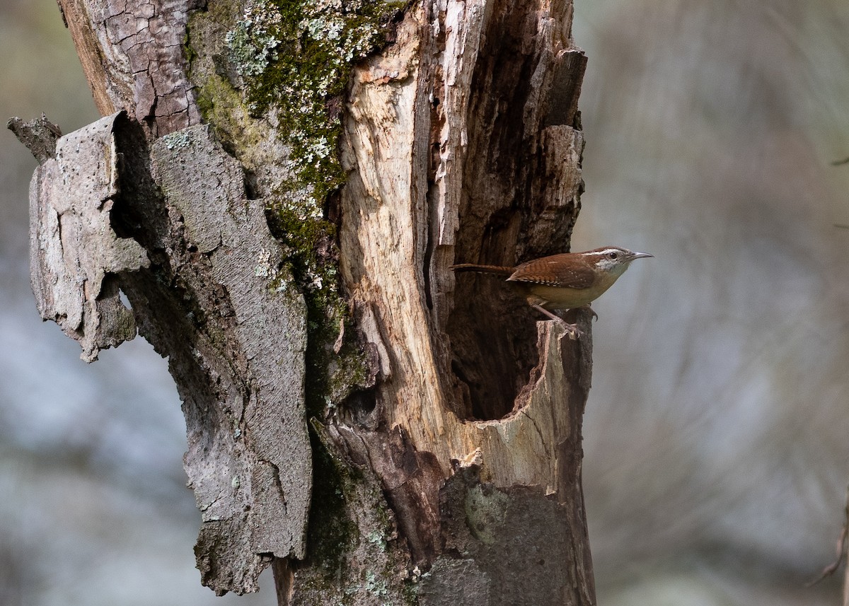 Carolina Wren - ML154069101