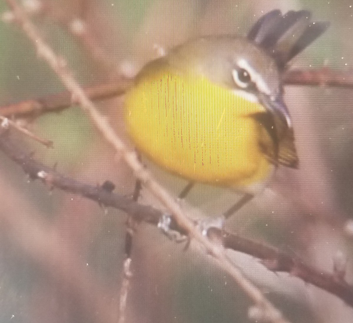 Yellow-breasted Chat - ML154069631
