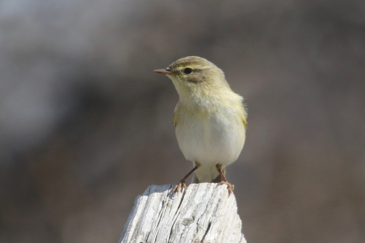 Mosquitero Musical - ML154072061