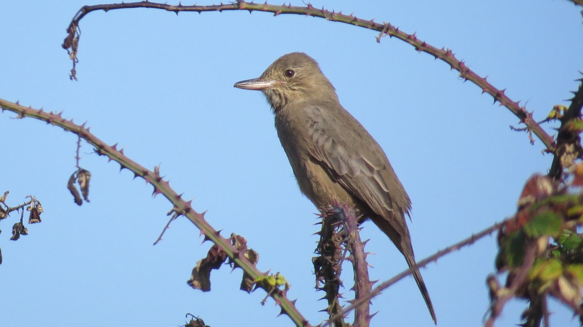 Great Shrike-Tyrant - ML154072441