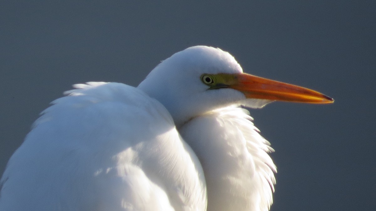 Great Egret - ML154072471