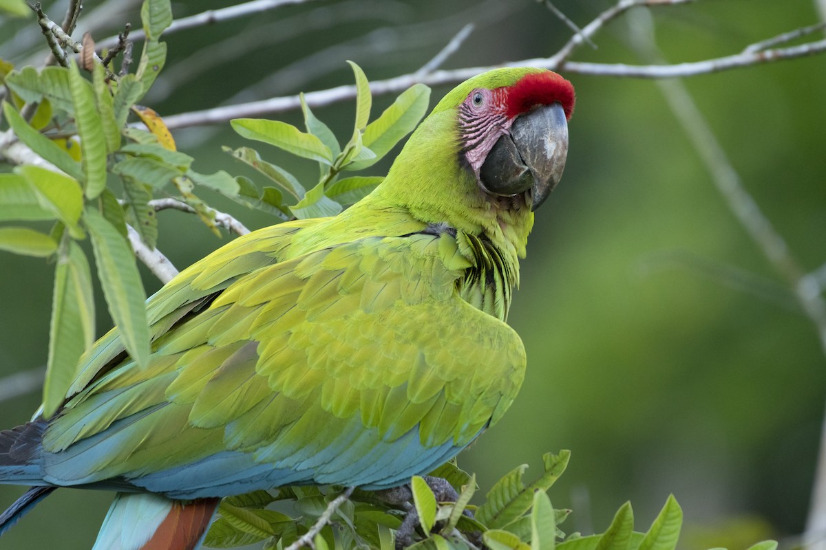 Great Green Macaw - ML154072481