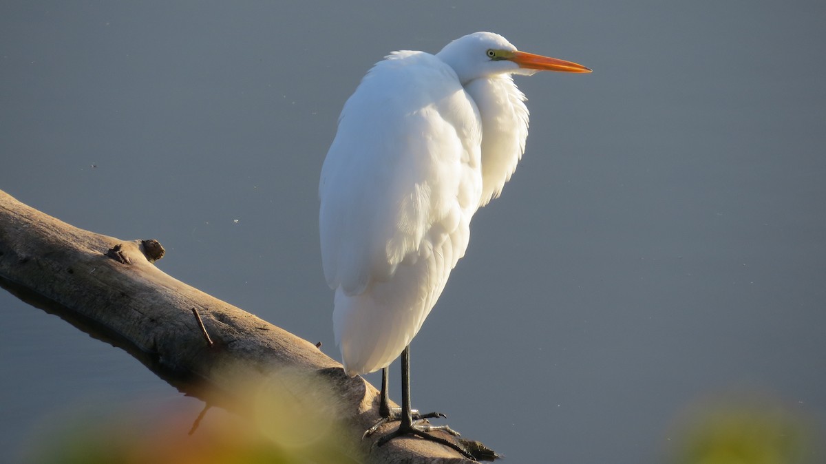 Great Egret - Deva Migrador