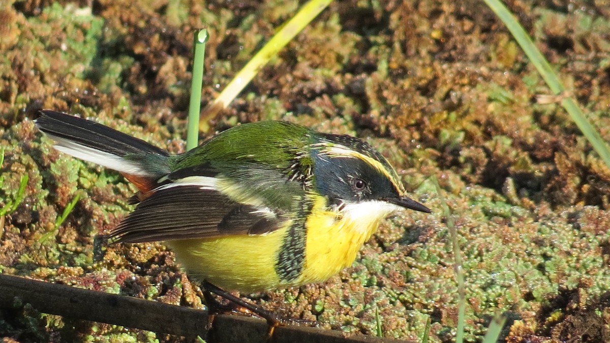 Many-colored Rush Tyrant - ML154072741