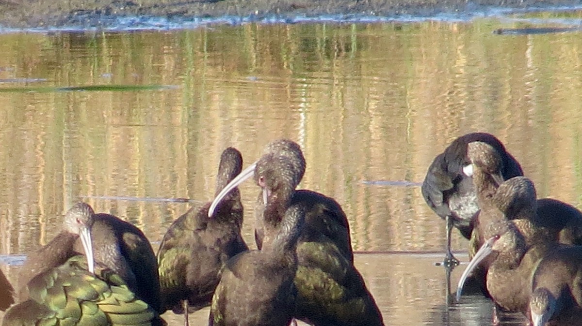 White-faced Ibis - ML154072801