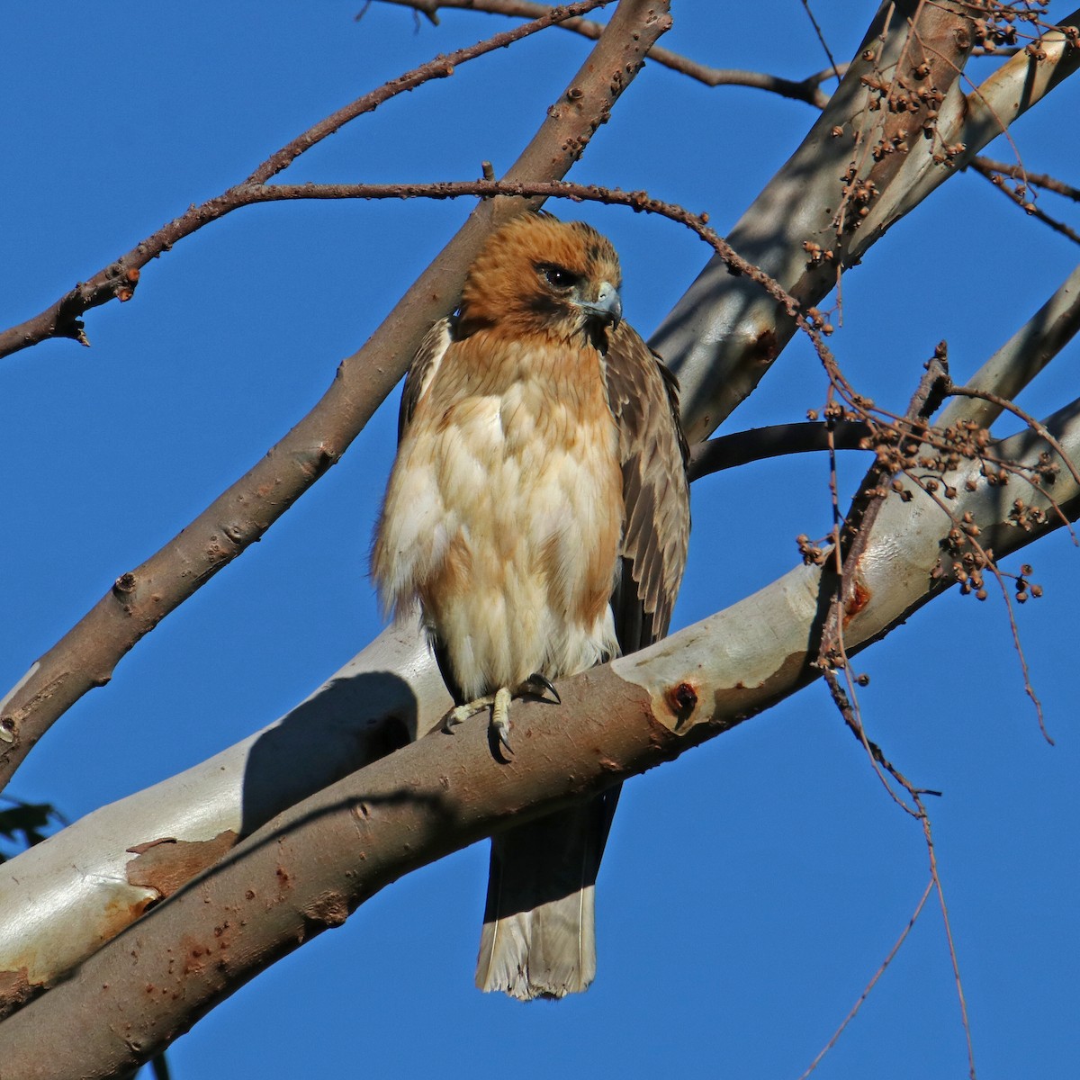 Little Eagle - Andreas Heikaus