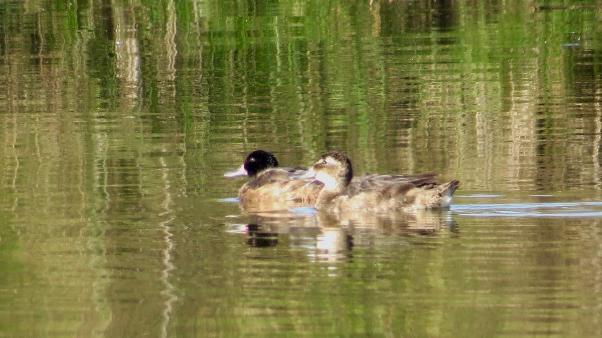 Black-headed Duck - ML154073881