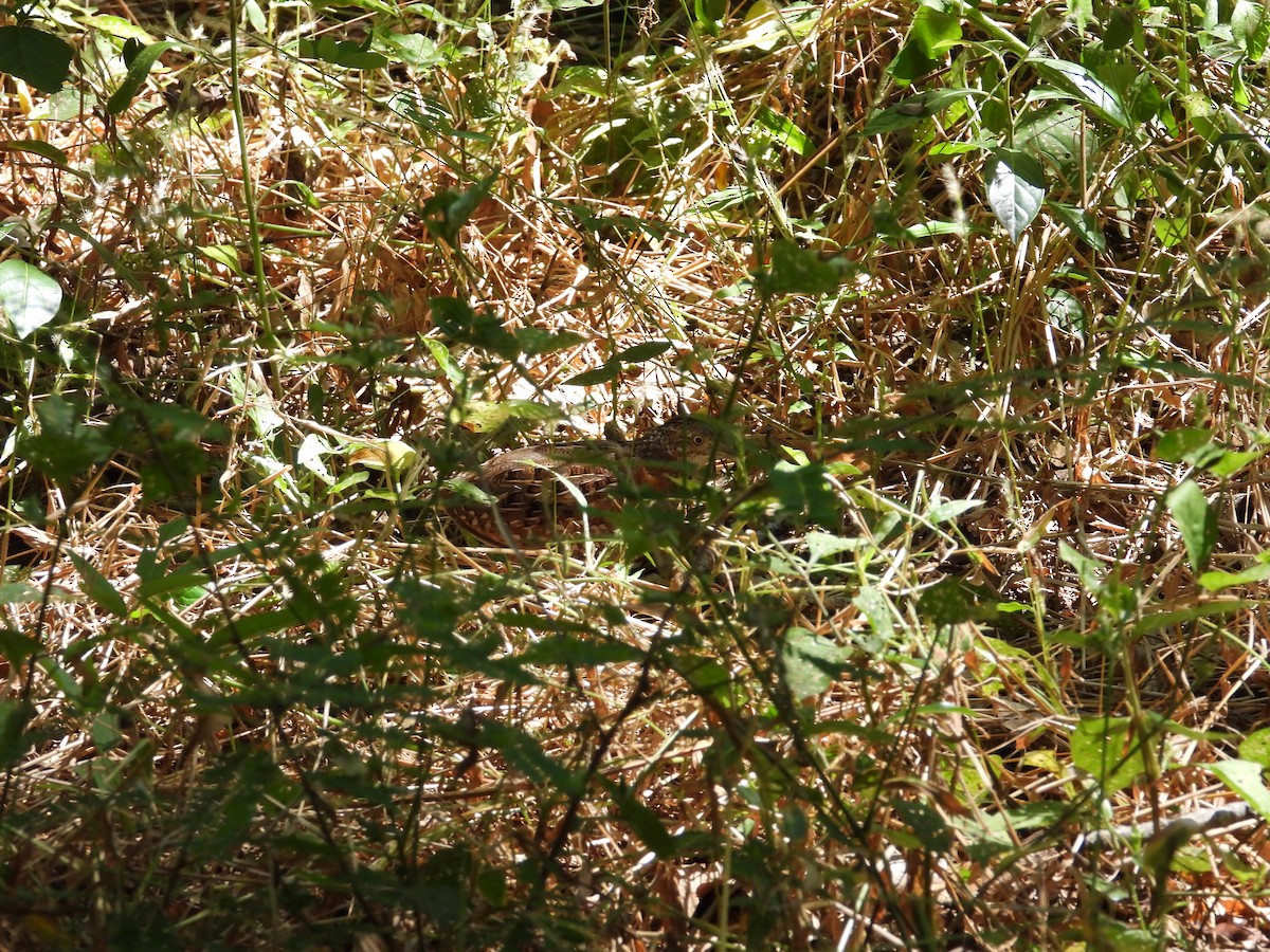 Madagascar Buttonquail - GARY DOUGLAS