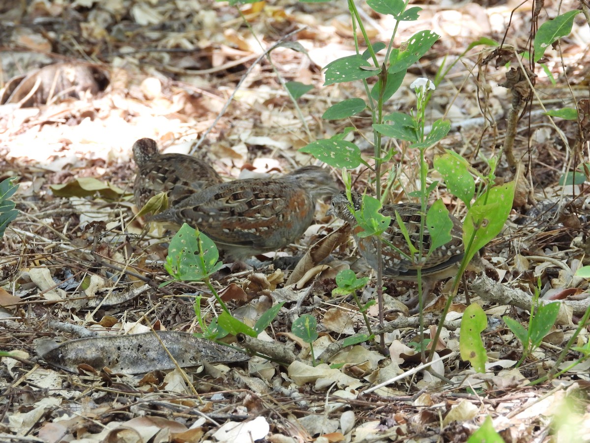 Madagascar Buttonquail - ML154074401