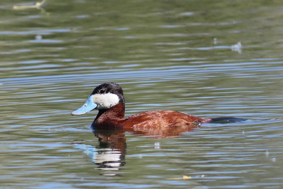 Ruddy Duck - ML154074841