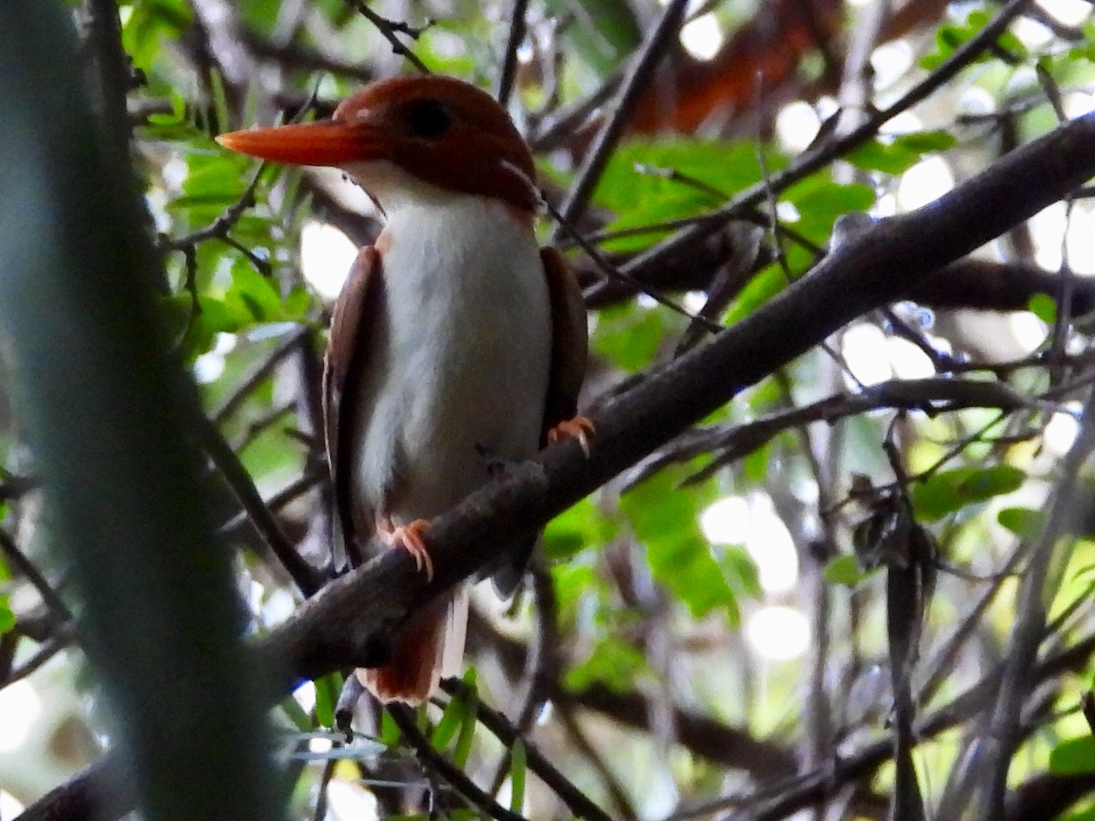 Madagascar Pygmy Kingfisher - GARY DOUGLAS