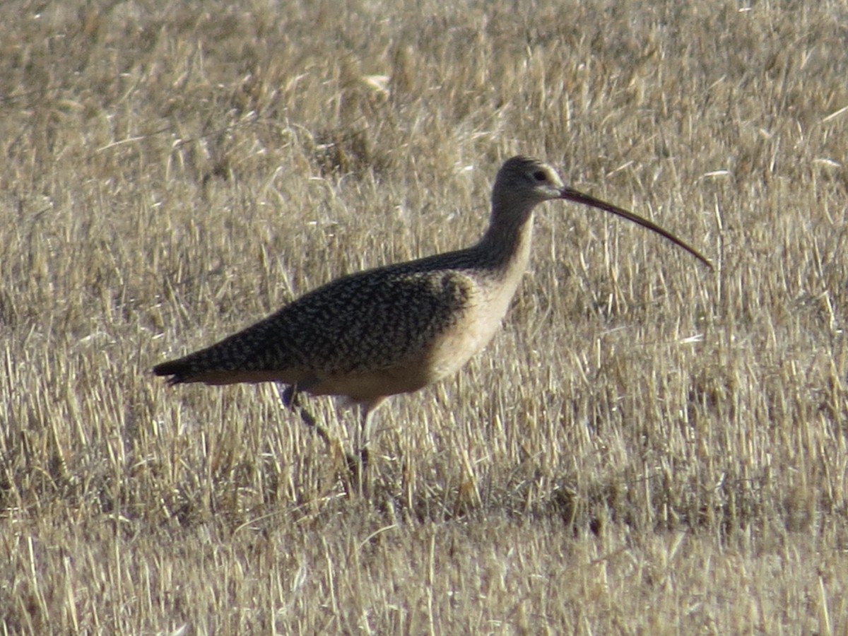 Long-billed Curlew - ML154077831