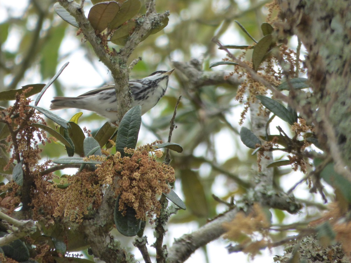 Blackpoll Warbler - Wendi Greene