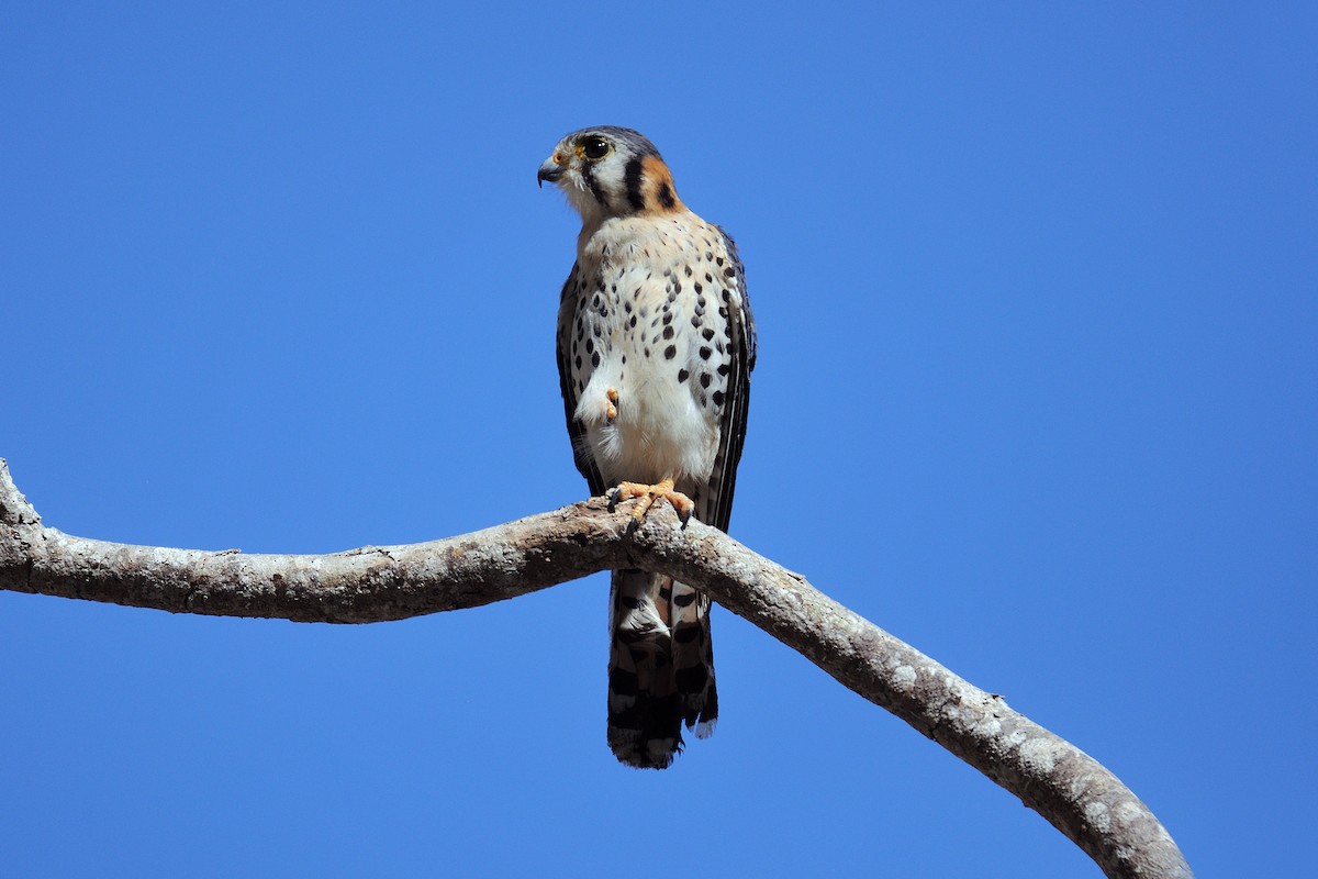 American Kestrel - ML154079441