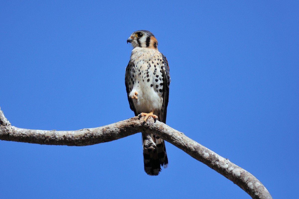 American Kestrel - ML154079451