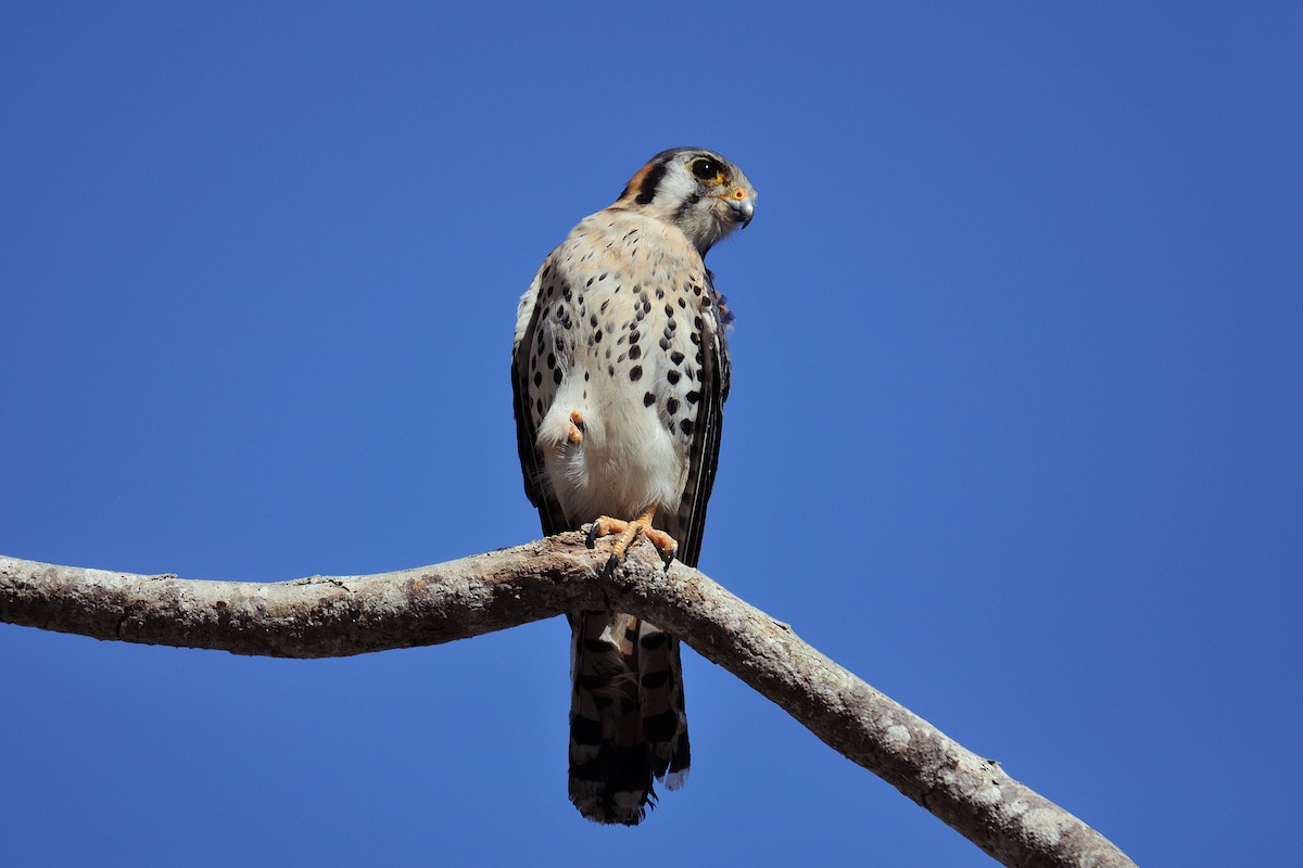 American Kestrel - ML154079461