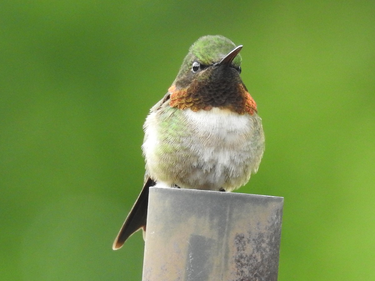 Ruby-throated Hummingbird - Eric Goodhall