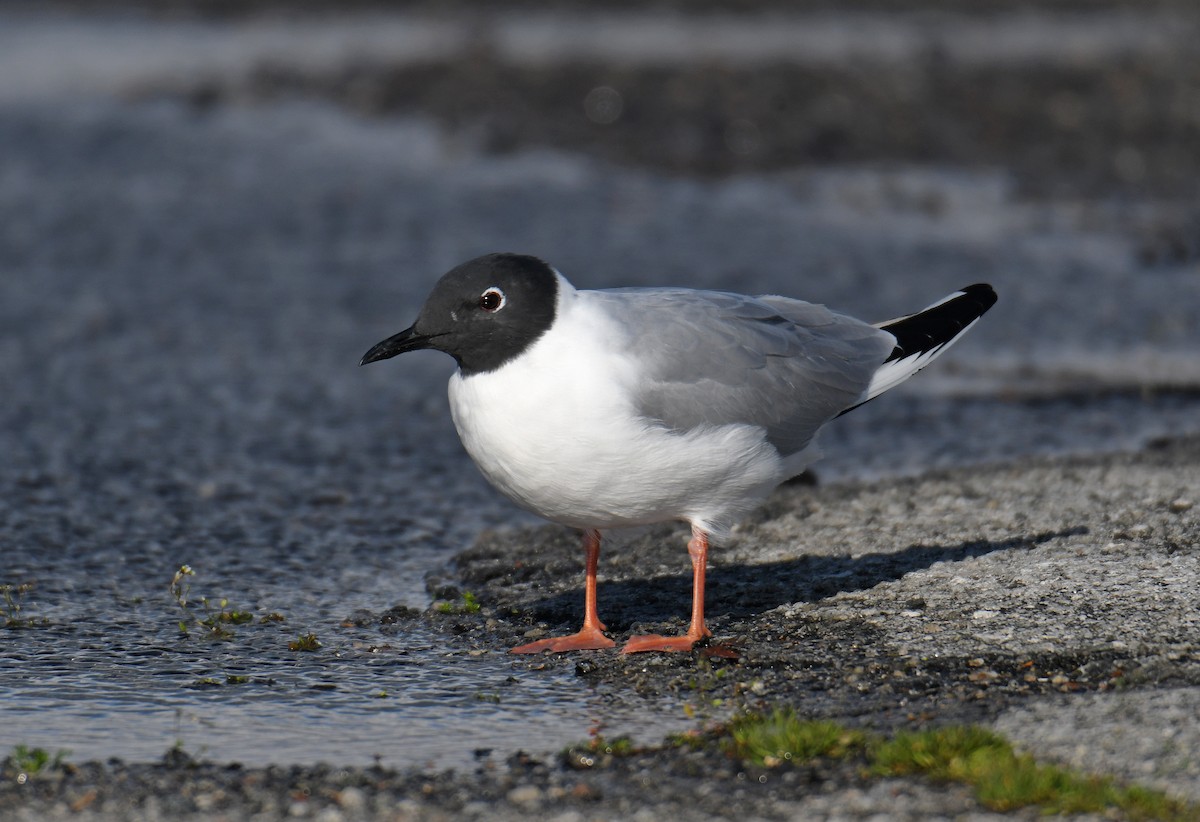 Bonaparte's Gull - HEMANT KISHAN