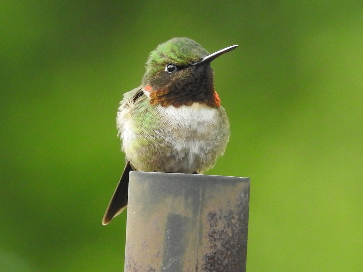 Ruby-throated Hummingbird - Eric Goodhall