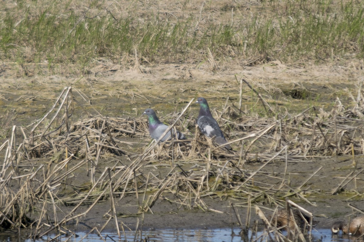 Rock Pigeon (Feral Pigeon) - Reed Gerdes