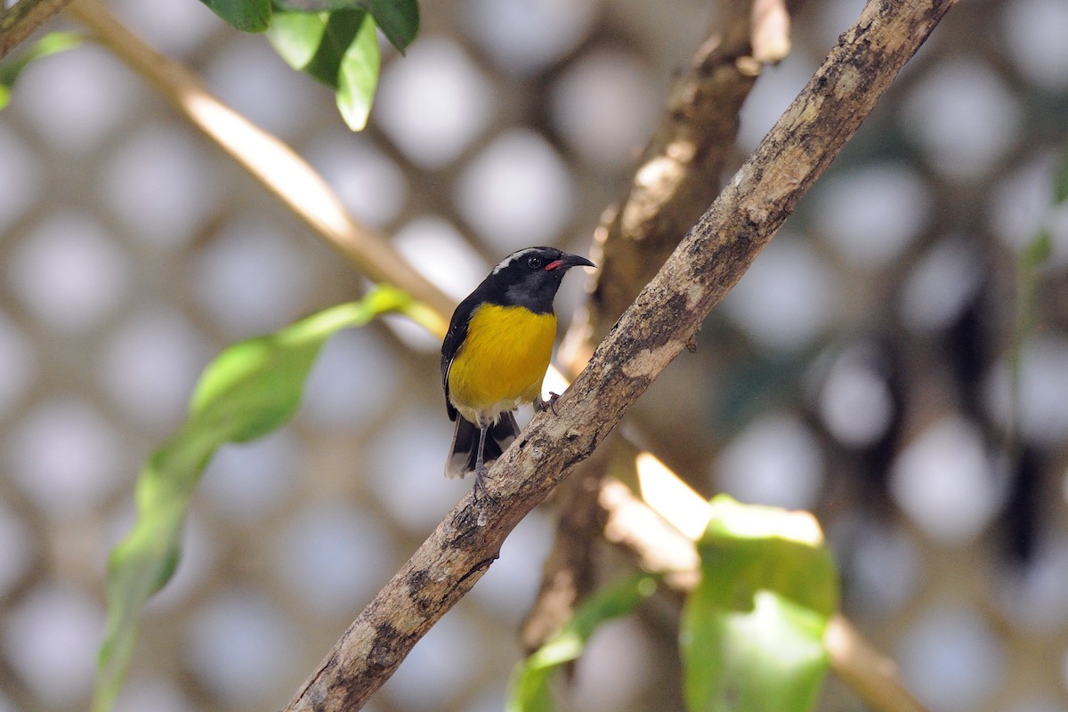 Bananaquit - ML154080281