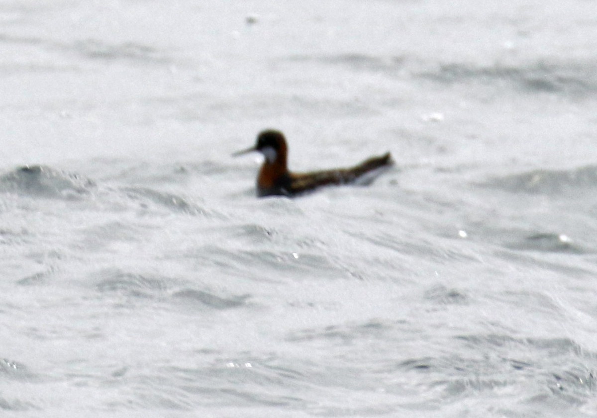 Red-necked Phalarope - ML154080431