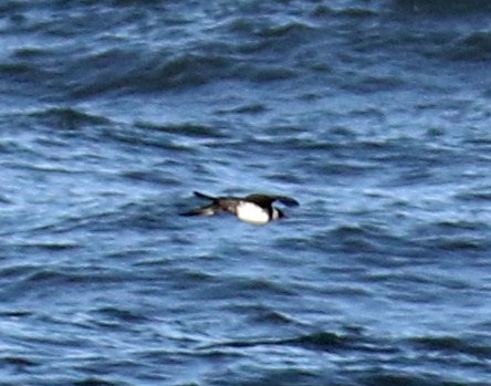 Pomarine Jaeger - ML154080491