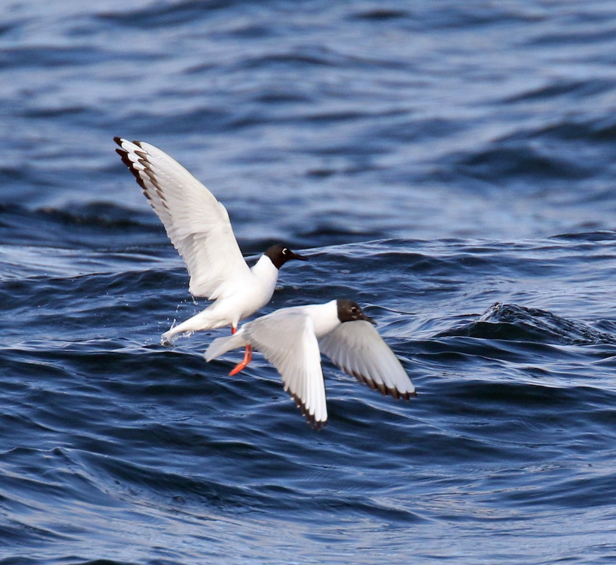 Bonaparte's Gull - ML154080671