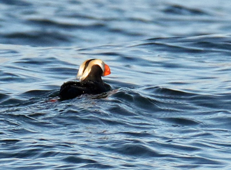 Tufted Puffin - ML154080731