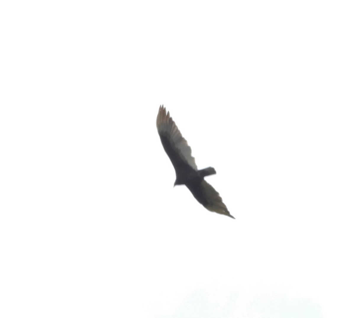 Turkey Vulture - ML154080761